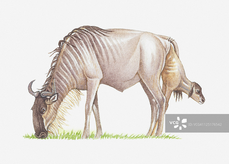 角马分娩时吃草的场景插画图片素材