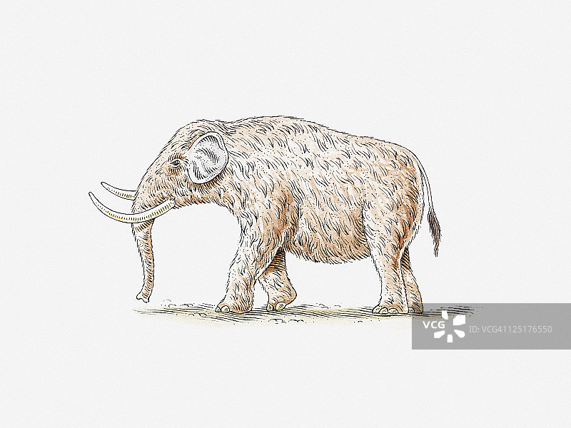 乳齿象插画图片素材