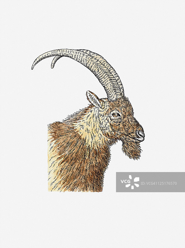 贝zoar野山羊（Capra aegagrus aegagrus）的侧面头像插画图片素材