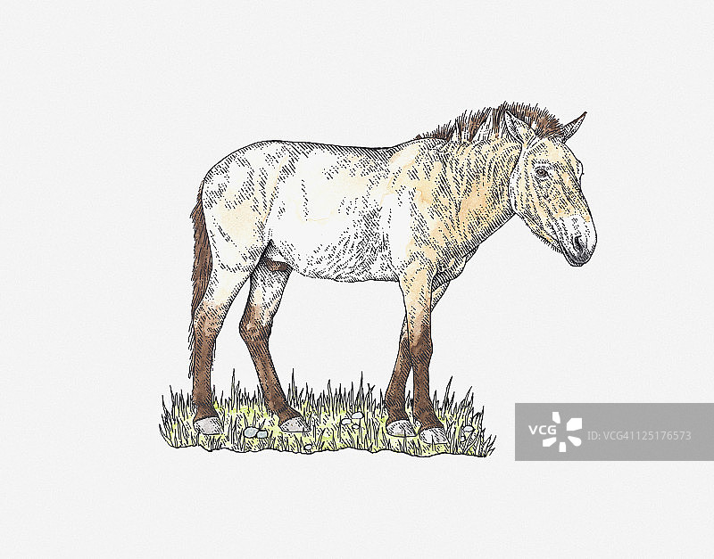 普氏野马站在草地上图示图片素材