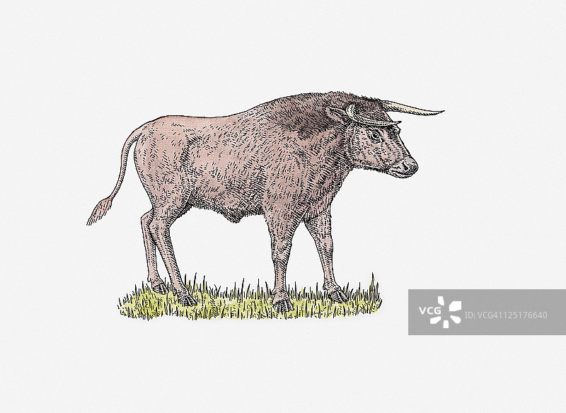 站立在草地上的欧洲野牛插画图片素材