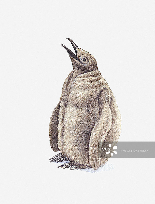 王企鹅（Aptenodytes patagonicus）幼崽插画图片素材