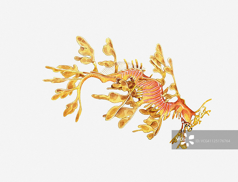 叶海龙插画图片素材