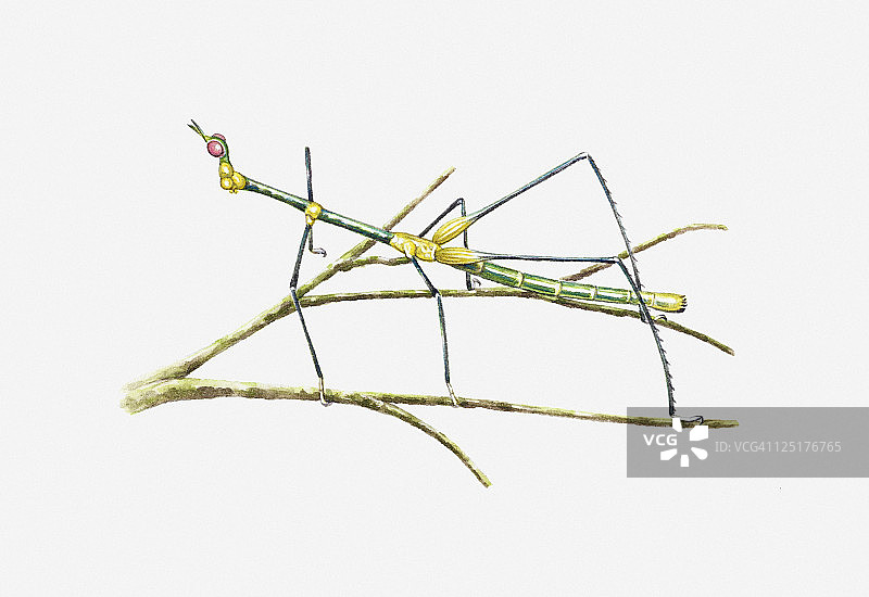 类似竹节虫的南美洲蚱蜢插画图片素材