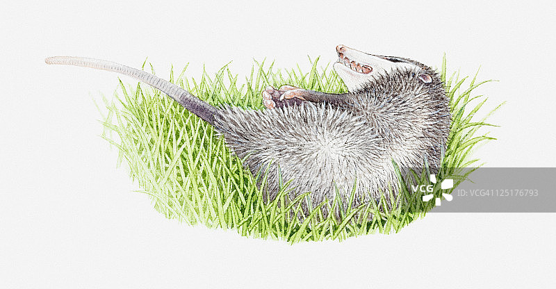 草地上装死的负鼠插画图片素材