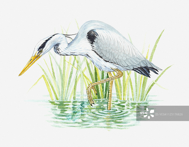 苍鹭（Ardea cinerea）在水中觅食的插画图片素材