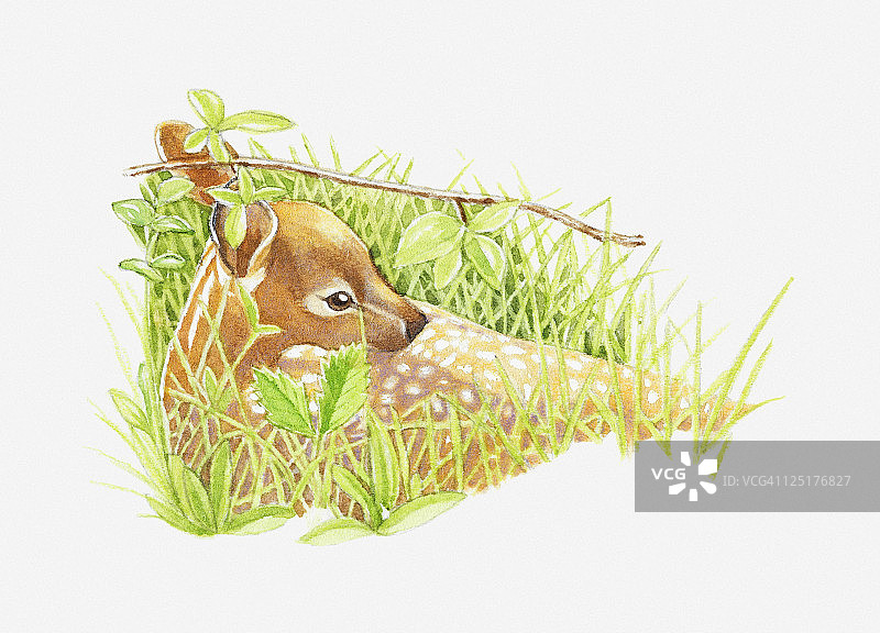 小白尾鹿卧在草丛中插画图片素材