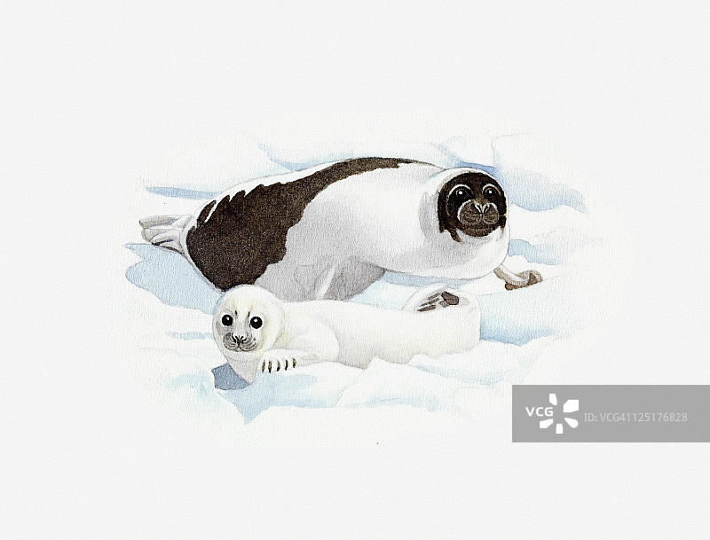 格陵兰海豹（Pagophilus groenlandicus）成年海豹和小海豹在冰上的插画图片素材