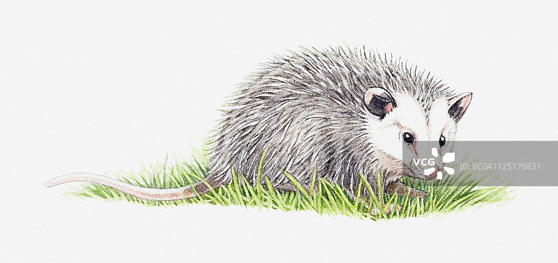 草地上的负鼠插画图片素材