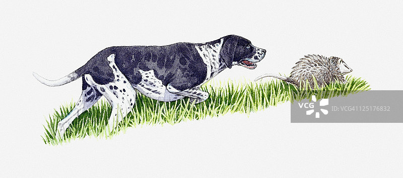 指示犬追逐负鼠插画图片素材