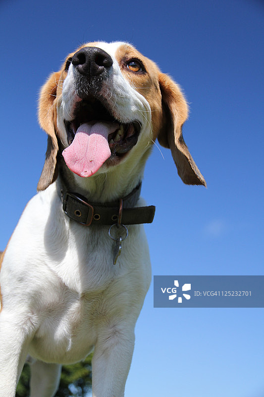 比格犬肖像图片素材