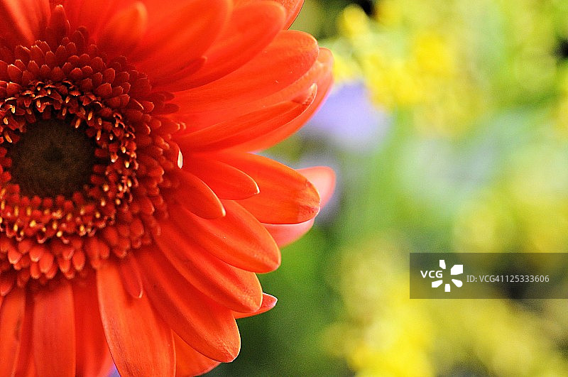 橙色非洲菊图片素材