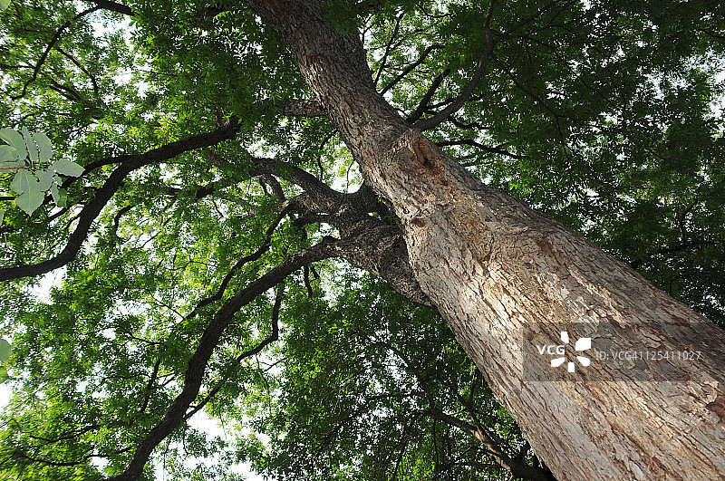 山核桃树图片素材