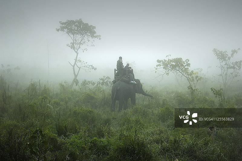 奇特旺的safari大象之旅图片素材