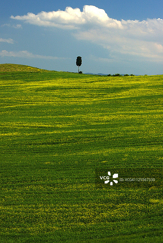 孤独的柏树图片素材