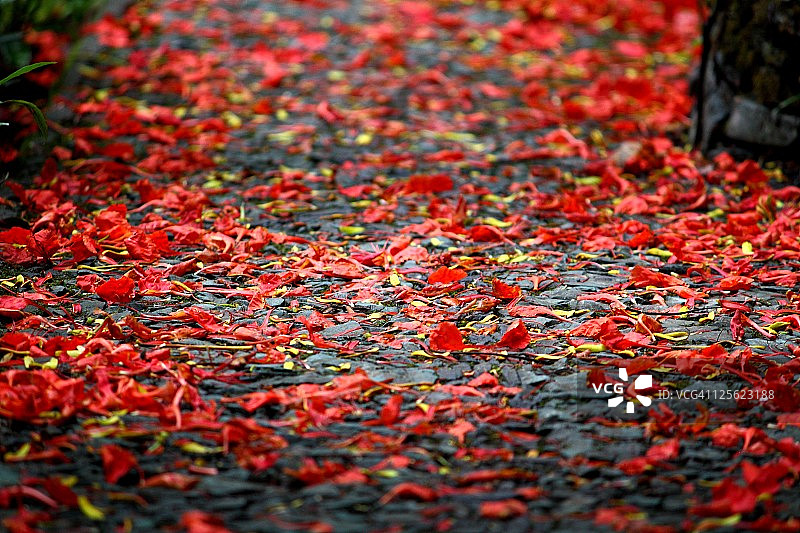 西里特拉 - 拉斯波萨斯16 - C图片素材