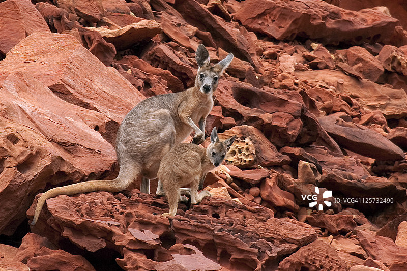彩虹谷的岩石沙袋鼠图片素材