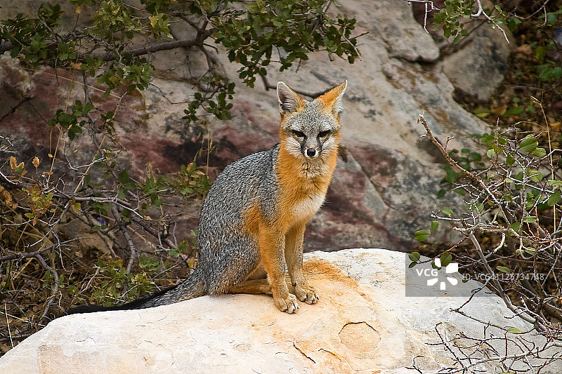 灰色狐狸图片素材