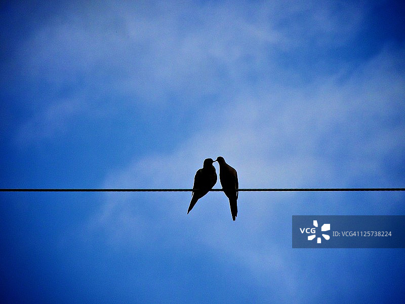 两只哀鸽站在电线上图片素材