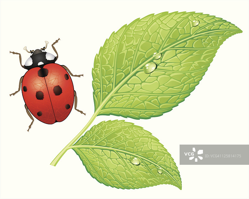 瓢虫与树叶图片素材