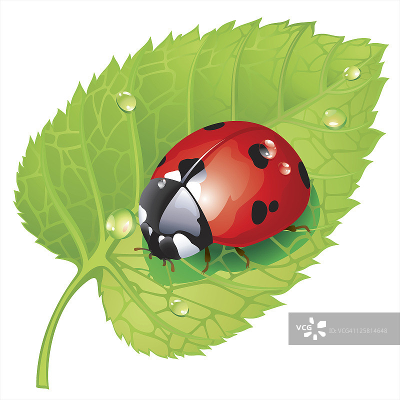 树叶上的瓢虫图片素材