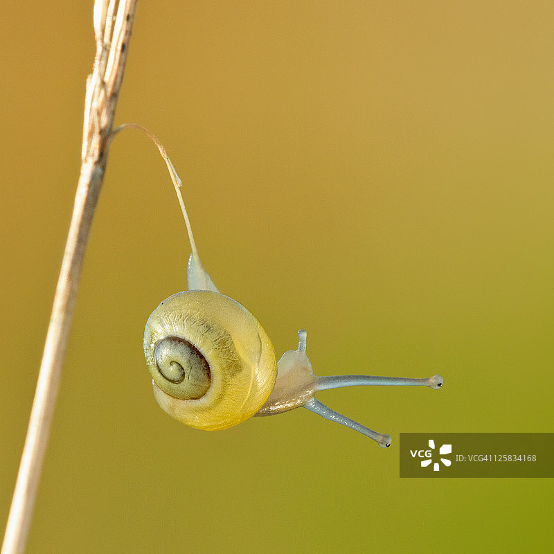微小的蜗牛图片素材