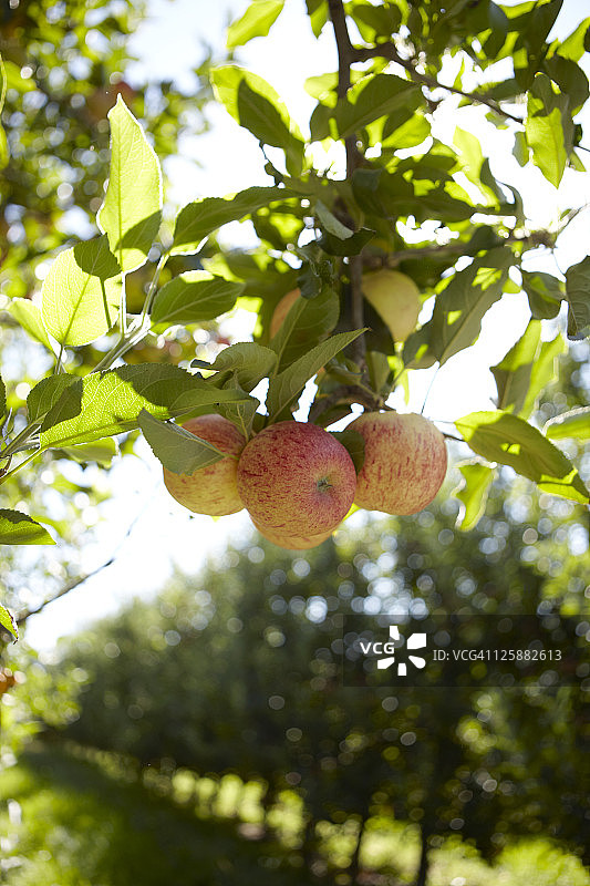 果园里的苹果图片素材