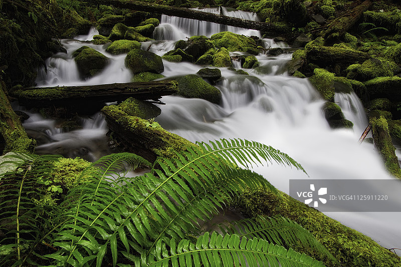 小溪与蕨类植物图片素材