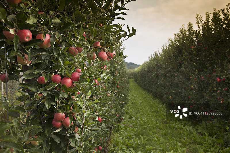 意大利南蒂罗尔卡尔达罗附近的苹果树图片素材