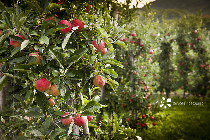 意大利南蒂罗尔卡尔达罗附近的苹果树图片素材