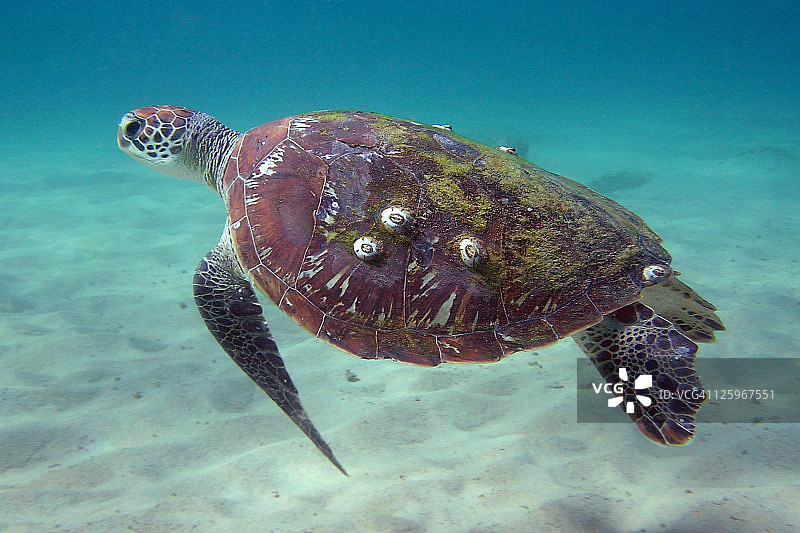 绿海龟图片素材