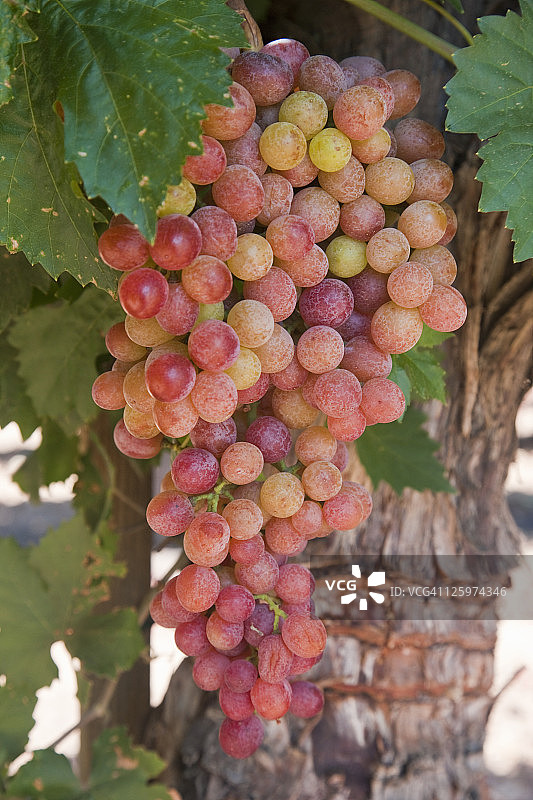 仙粉黛葡萄藤，位于美国加利福尼亚州内华达山脉弗雷斯诺县弗雷斯诺附近图片素材