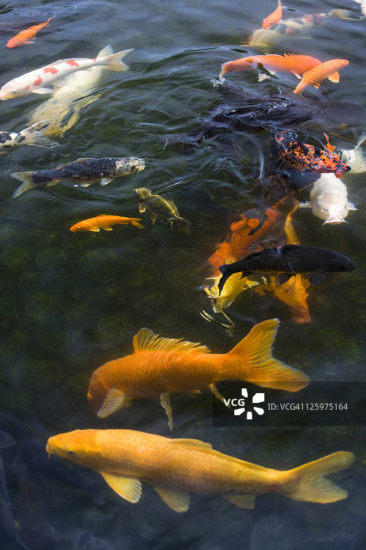 姬路城好古园的鲤鱼（鲤科），以江户风格再现，日本姬路图片素材