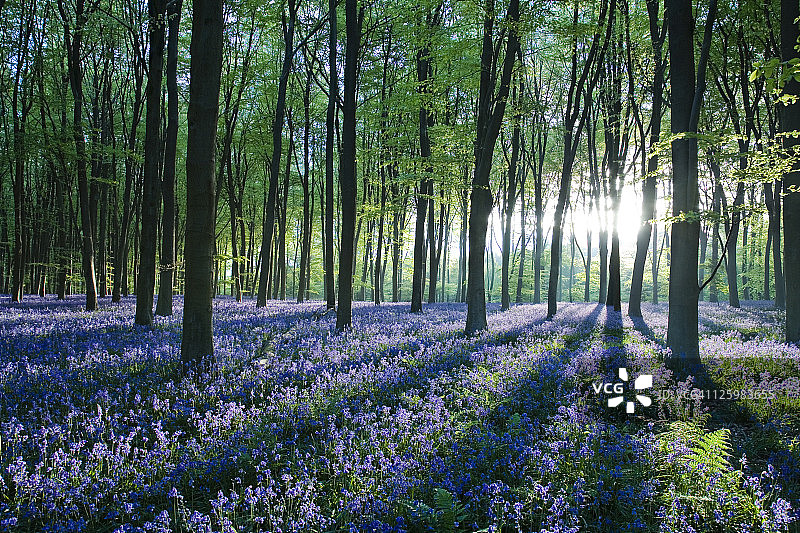 汉普郡米歇尔德弗森林蓝铃花地毯上的黎明森林之光图片素材