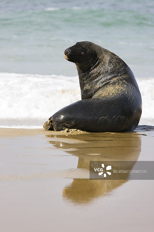 福氏海狗：南岛奥塔拉附近的怀帕帕角，新西兰图片素材