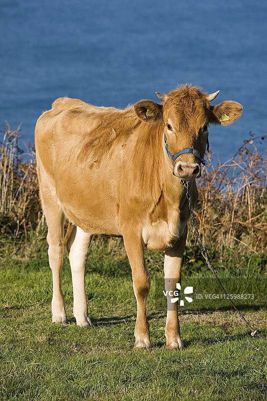 海峡群岛萨克岛悬崖顶部的牛（普通牛）图片素材