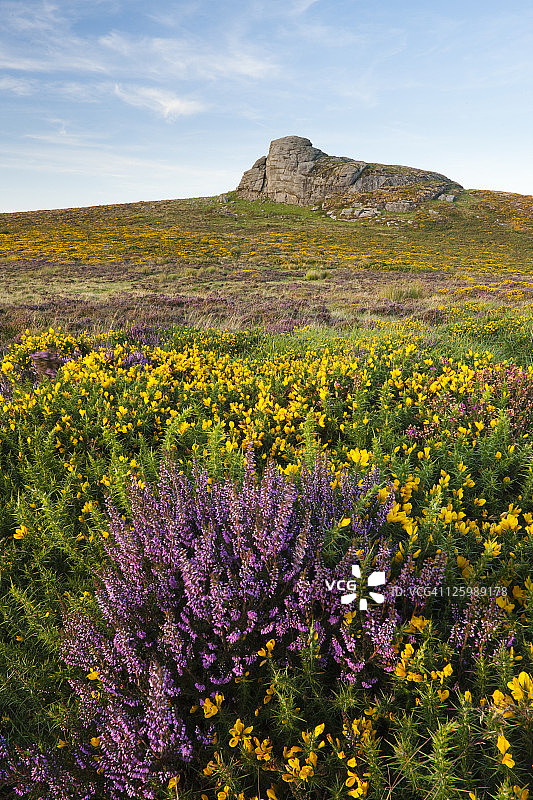 金雀花和石楠花图片素材