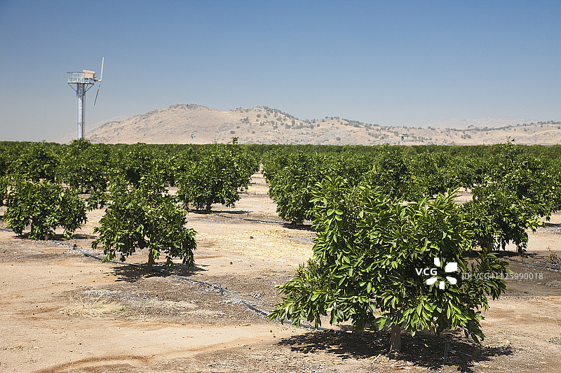 加利福尼亚州弗雷斯诺县的开心果树图片素材