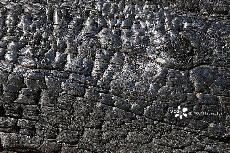 美国加州国王峡谷国家公园森林火灾后的烧焦树木图片素材