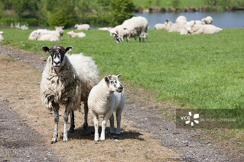 英国兰开夏郡鲍兰森林农田上的绵羊图片素材