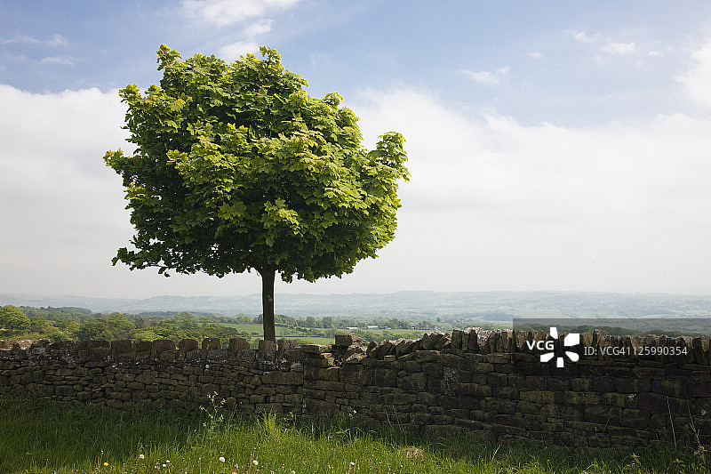 英国兰开夏郡博兰森林的墙边树木图片素材