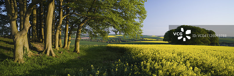 威尔特郡皮尤西谷油菜籽田边树木全景图片素材