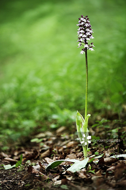 英国肯特郡的红门兰图片素材