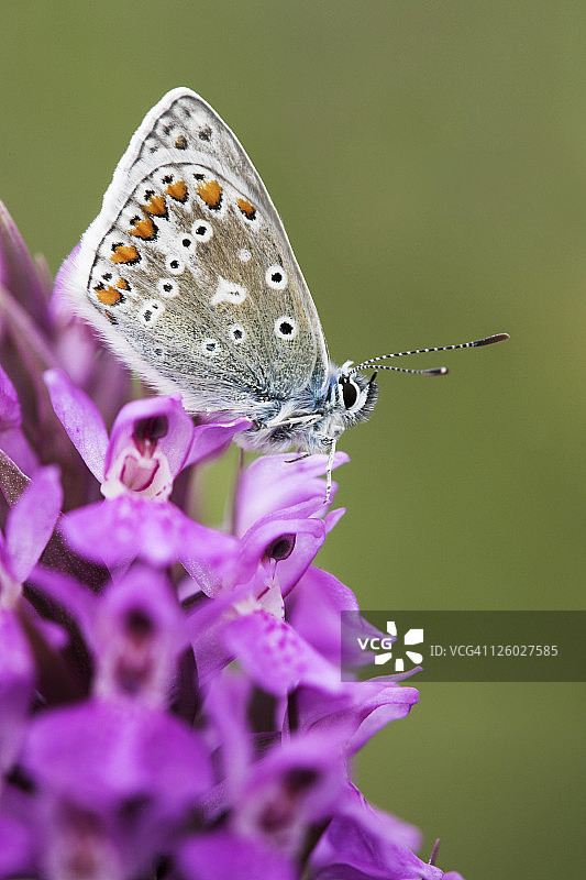 栖息在南方沼泽兰上的蓝色普通雌性蝴蝶图片素材