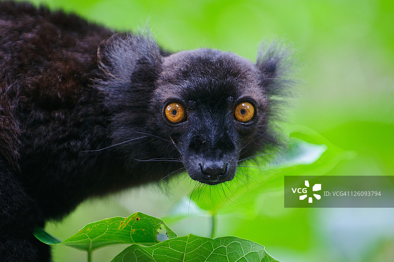 马达加斯加黑狐猴图片素材
