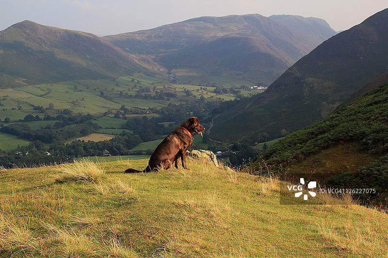 小狗坐在巴罗山顶图片素材