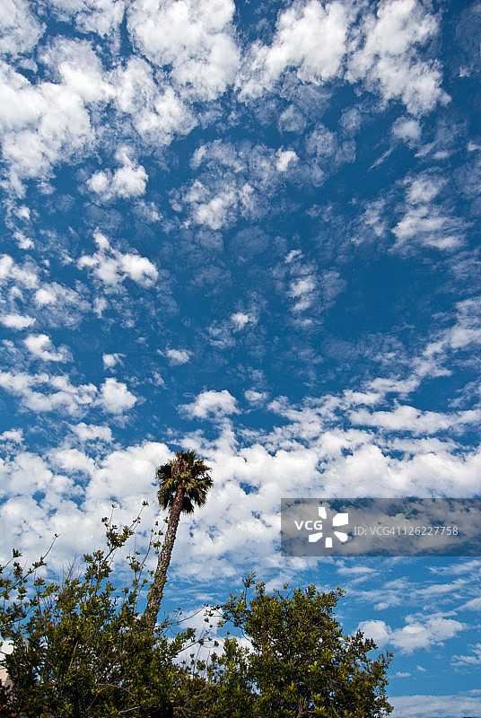 云天下方的树木图片素材
