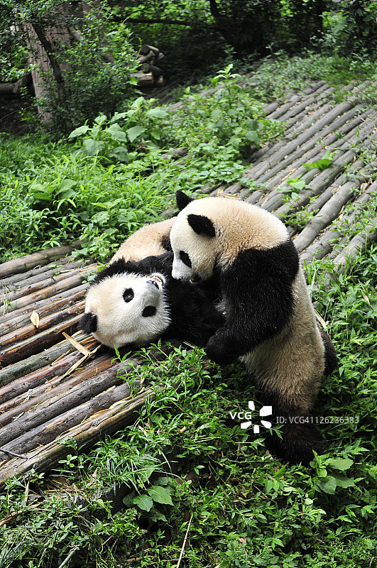 成都大熊猫繁育研究基地的大熊猫图片素材