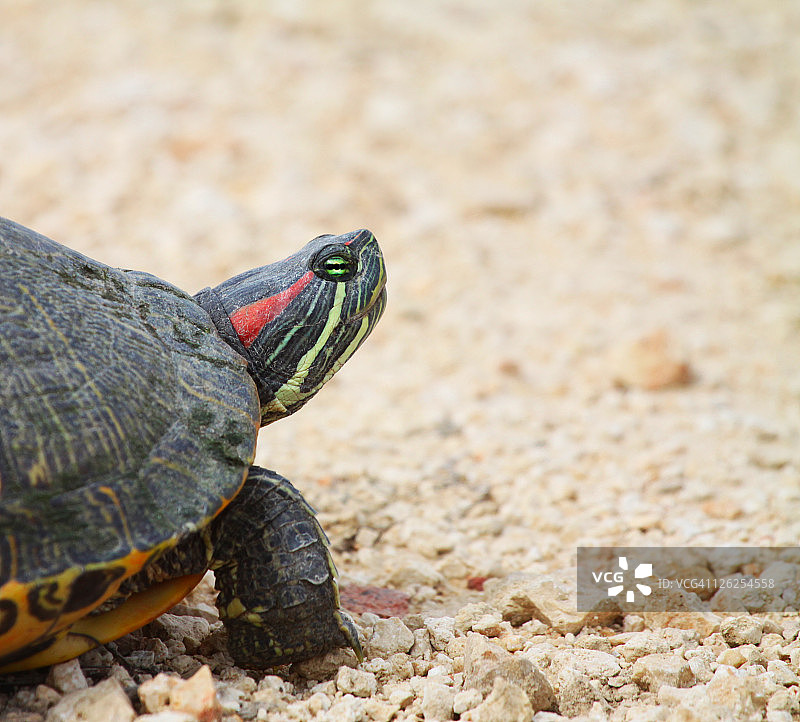 红耳龟图片素材