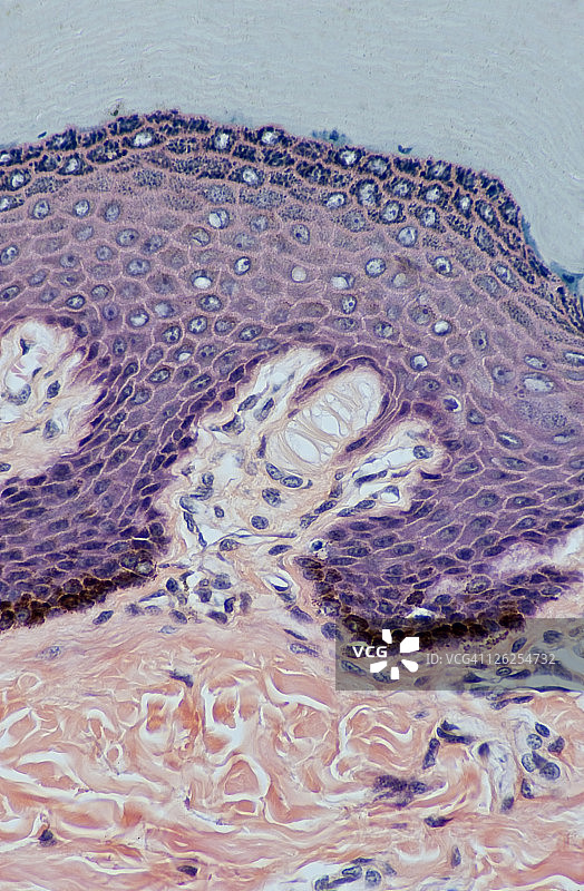 人体皮肤表皮层迈斯纳小体图片素材